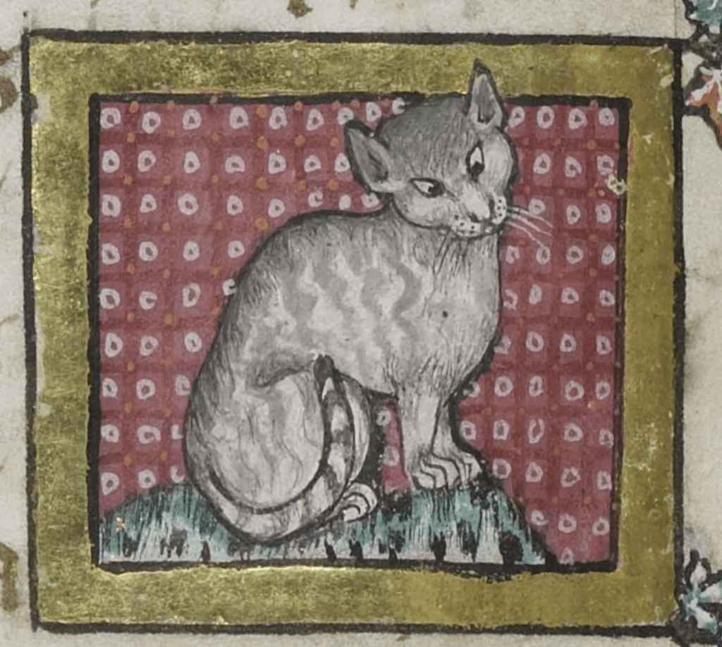 Medieval manuscript image of a grey cat curiously gazing down its nose, giving it a cross-eyed appearance.