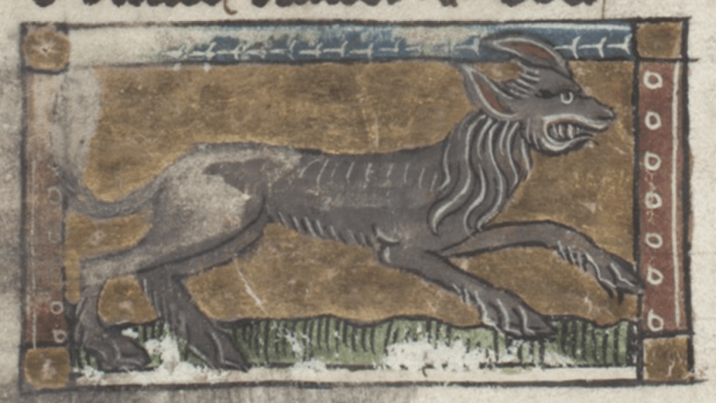 Medieval manuscript image of a fierce-looking, four-legged hairy beast with long ears running on hoofed feet, baring its teeth.