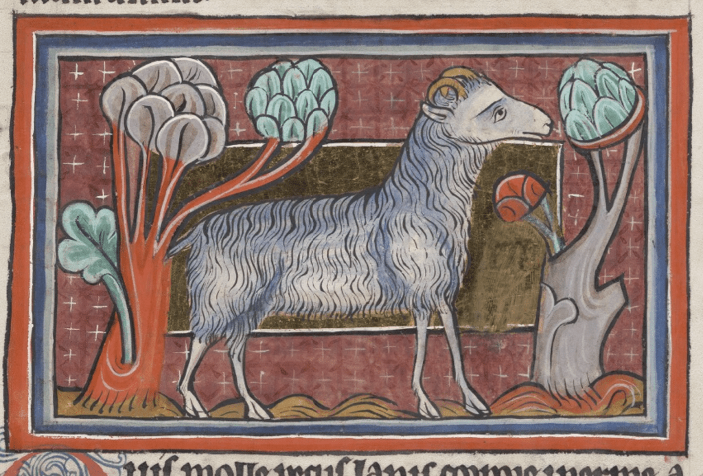 Medieval manuscript image of a wooly white sheep standing among some plants with a placid expression on its face.