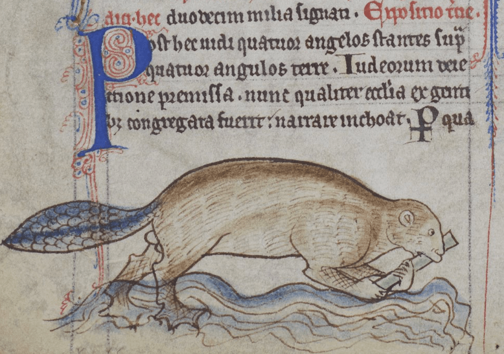 Medieval manuscript illustration of a beaver making its way through water, gripping a piece of wood in its forefeet and mouth.