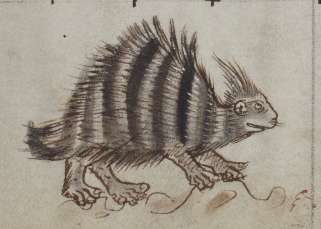 Medieval manuscript illustration of a striped porcupine, its eyes directed upwards as if looking at something above.