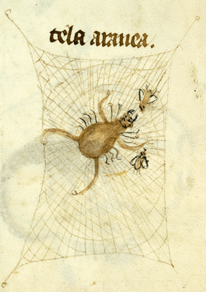 Medieval manuscript illustration of a spider with way too many legs in the centre of its web in which two flies are trapped.