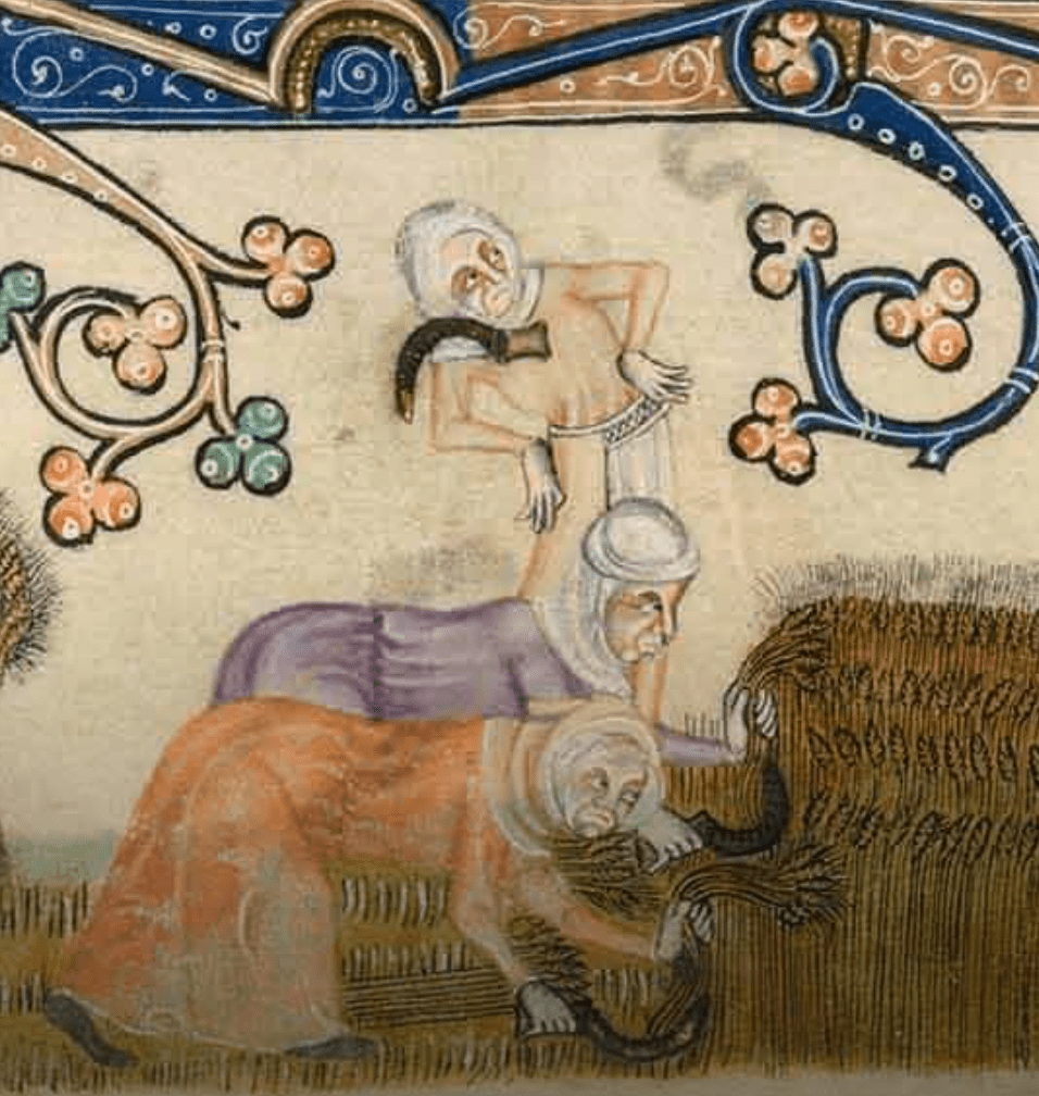 Medieval manuscript image of women working together to reap grain with sickles; two are on their knees at work while a third stands taking a break.