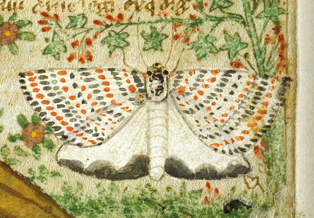 Medieval manuscript illustration of a white moth with black and orange spots.