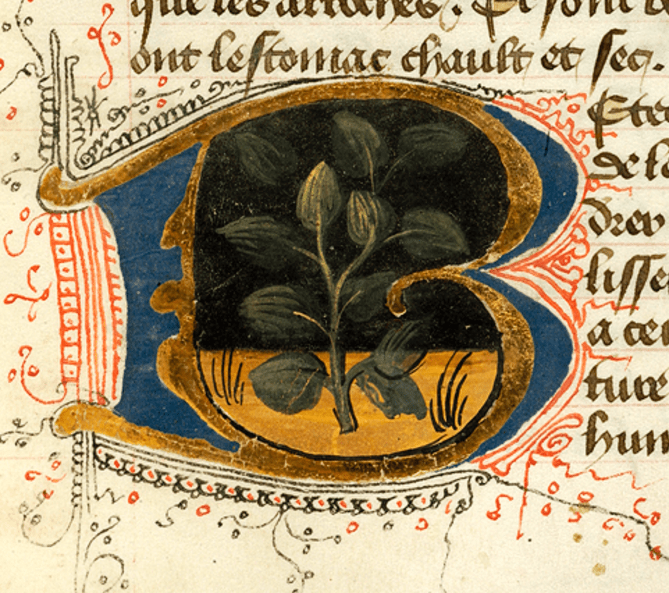 Medieval manuscript initial B inside of which is an illustration of a beet plant.