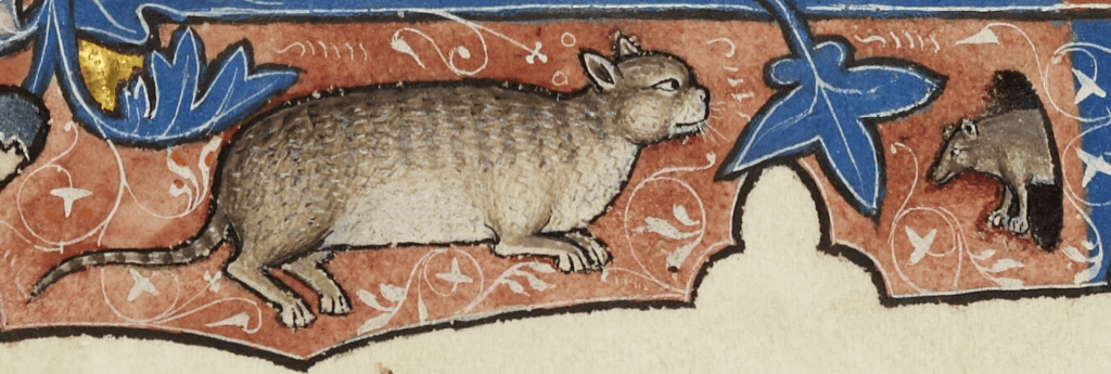 Medieval manuscript marginalia of a fat cat staring at a large brown mouse that is peeking out of a hole.